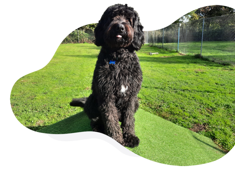 Luxury Dog Kennels Two Acre Kennels Dereham Norfolk