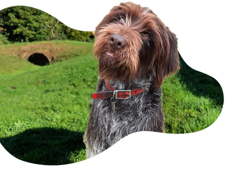 Luxury Dog Kennels Two Acre Kennels Dereham Norfolk